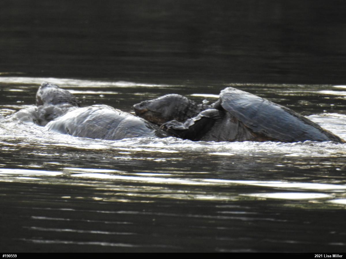 Snapping Turtle