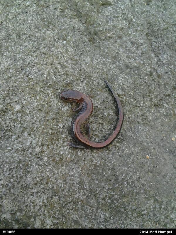Eastern Red-backed  Salamander