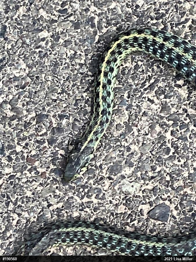 Eastern Gartersnake
