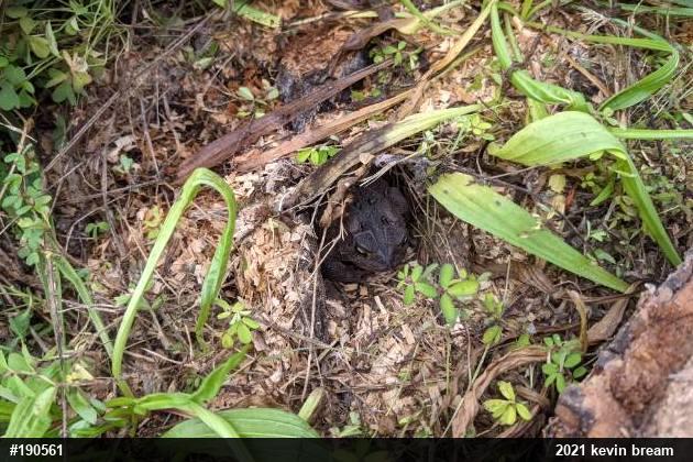 Eastern American Toad