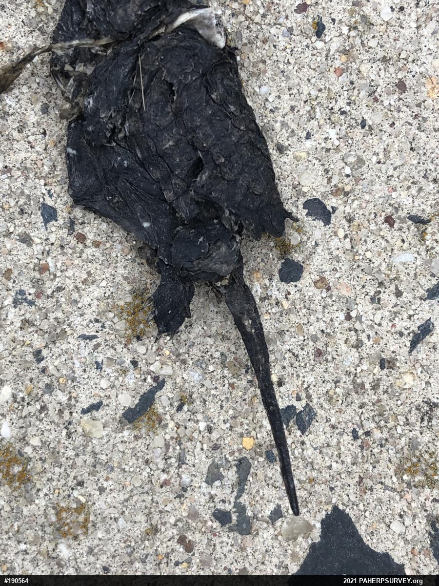 Snapping Turtle