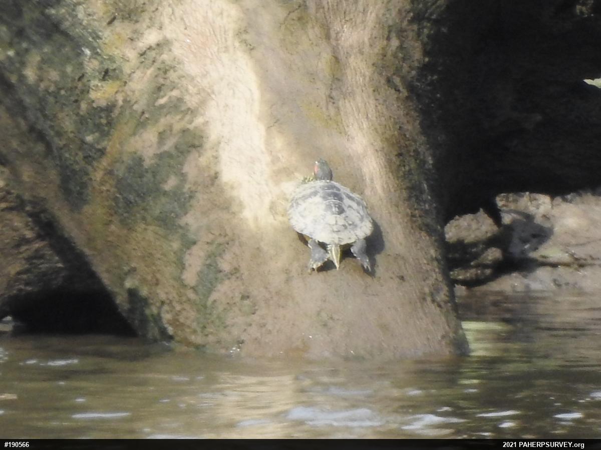 Red-eared Slider