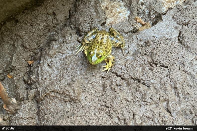 American Bullfrog