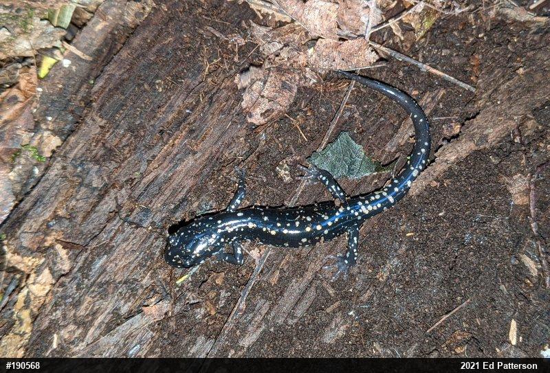 Northern Slimy Salamander