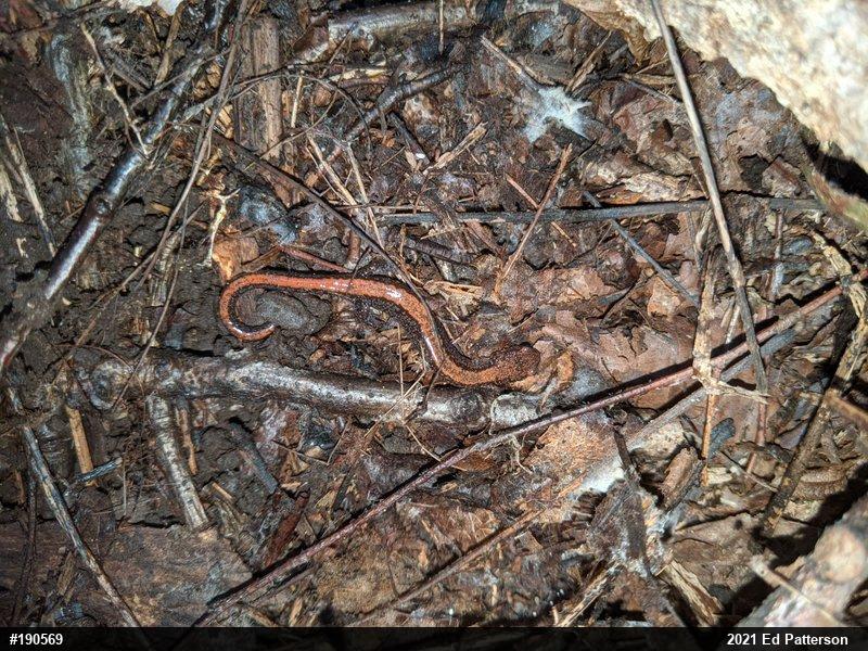 Eastern Red-backed  Salamander
