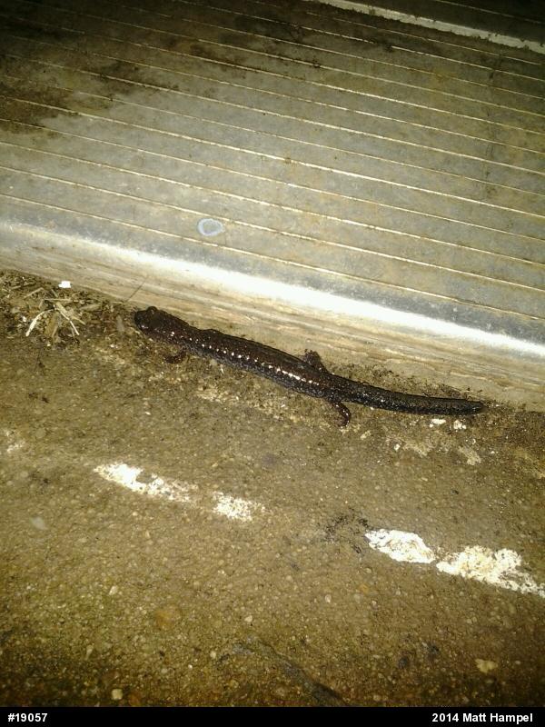 Eastern Red-backed  Salamander