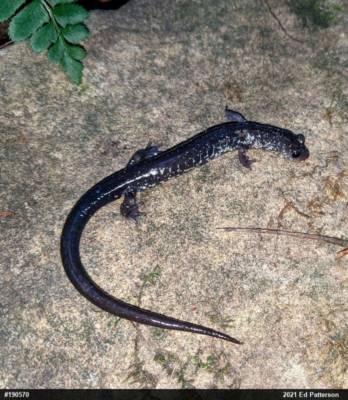 Wehrle's Salamander