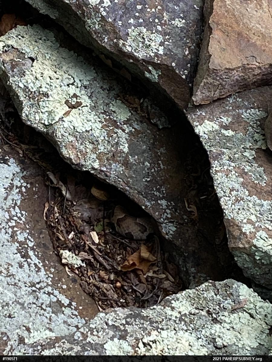Northern Copperhead
