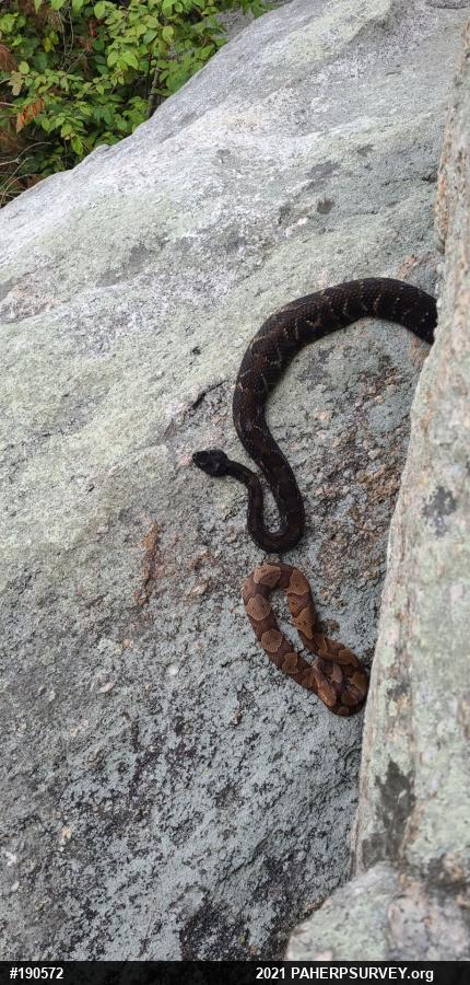 Timber Rattlesnake