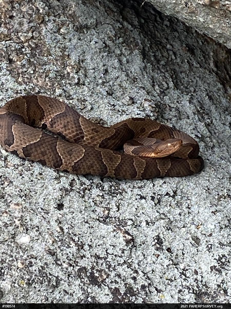 Northern Copperhead