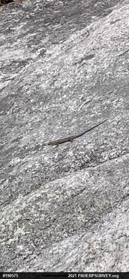 Common Five-lined Skink