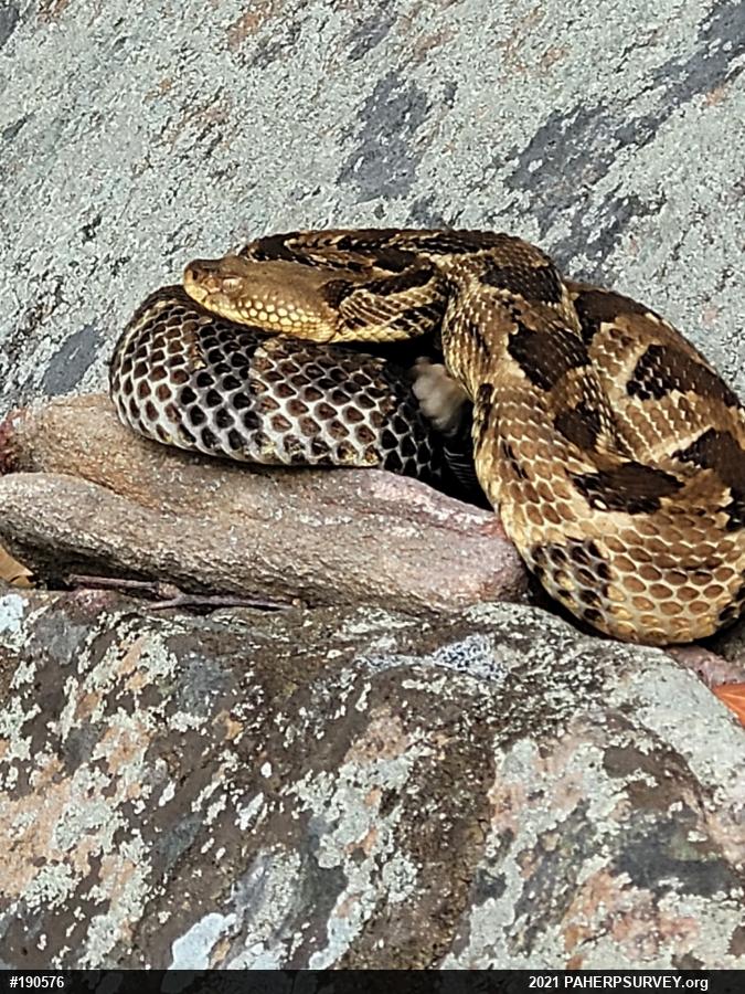 Timber Rattlesnake