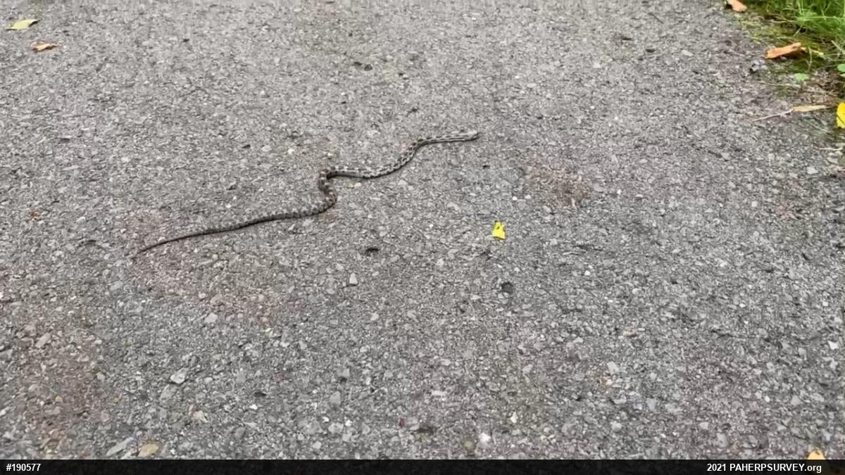 Eastern Ratsnake