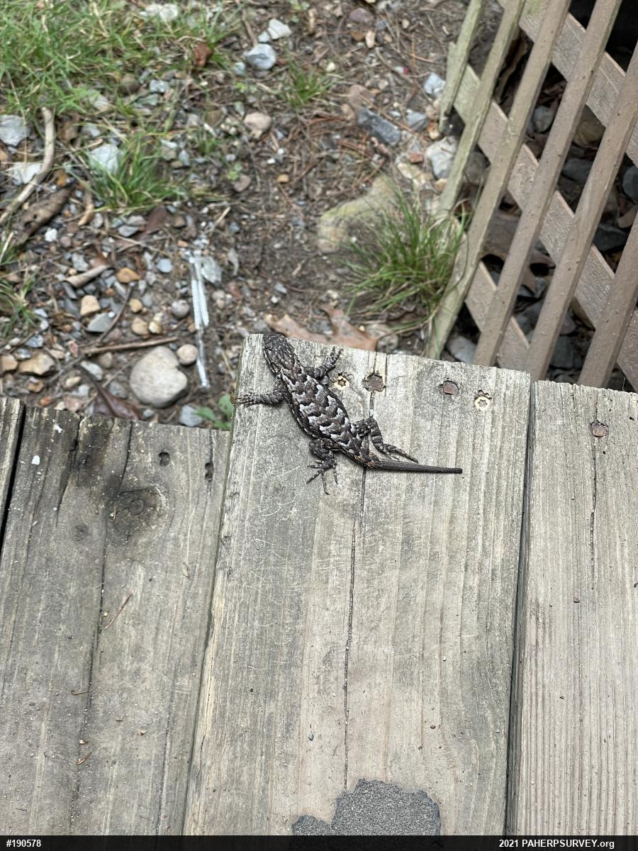 Eastern Fence Lizard
