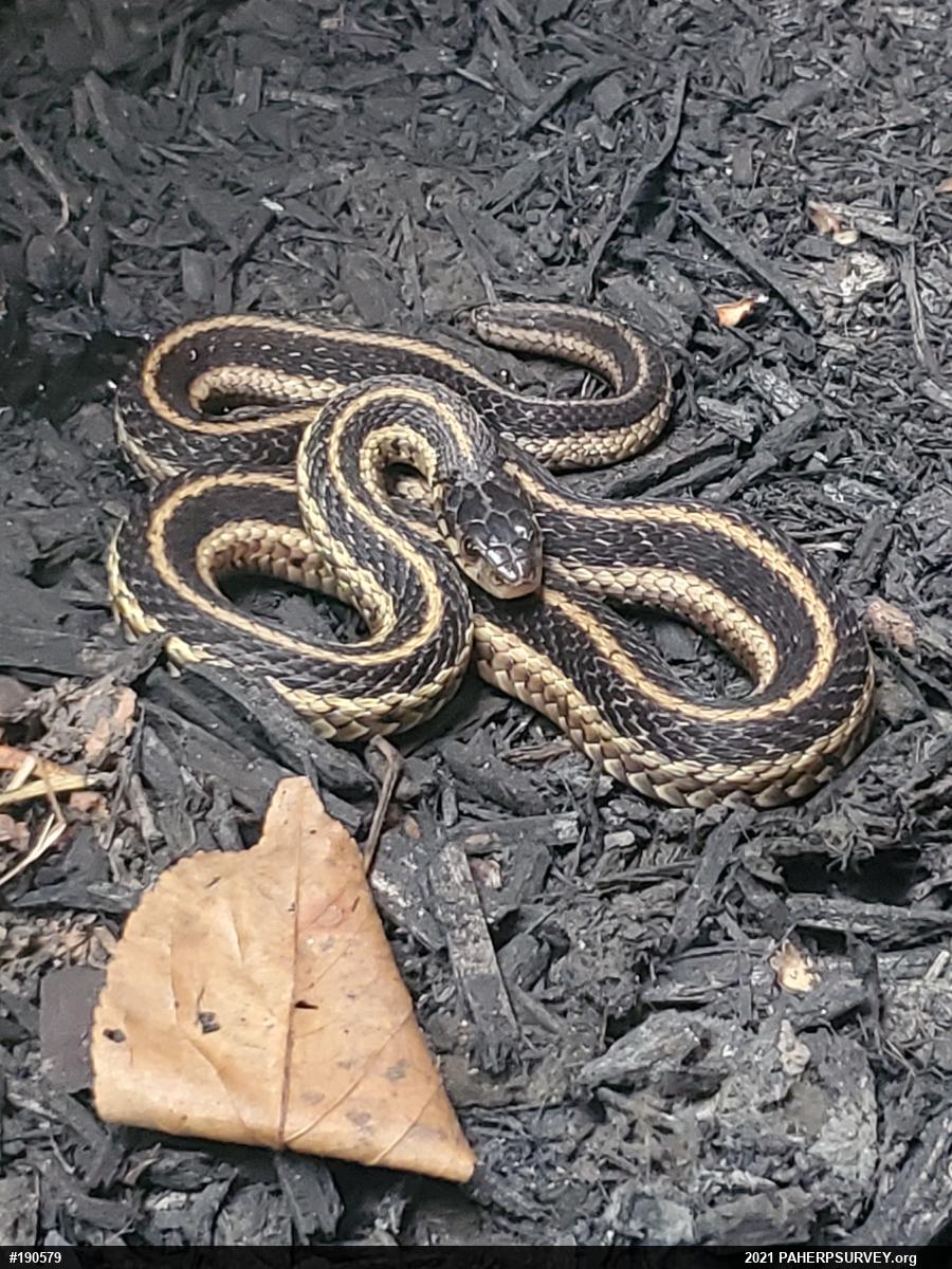 Eastern Gartersnake