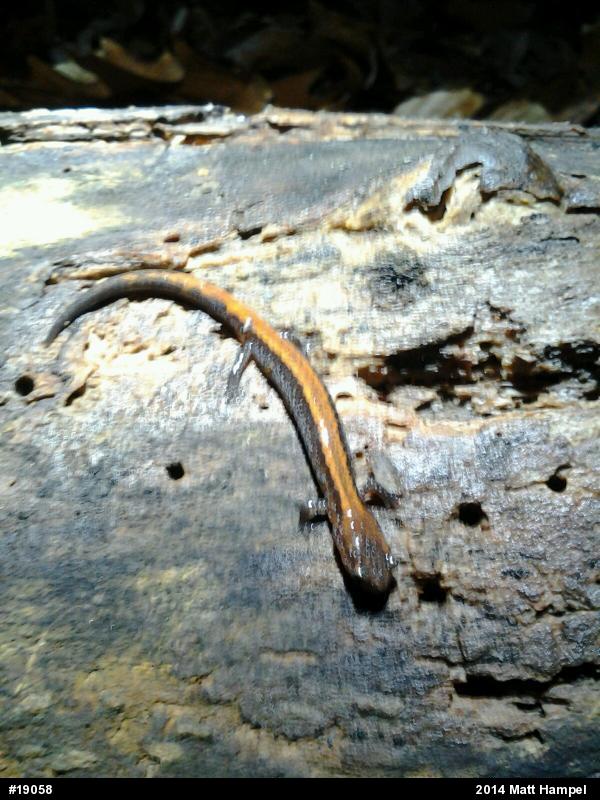 Eastern Red-backed  Salamander