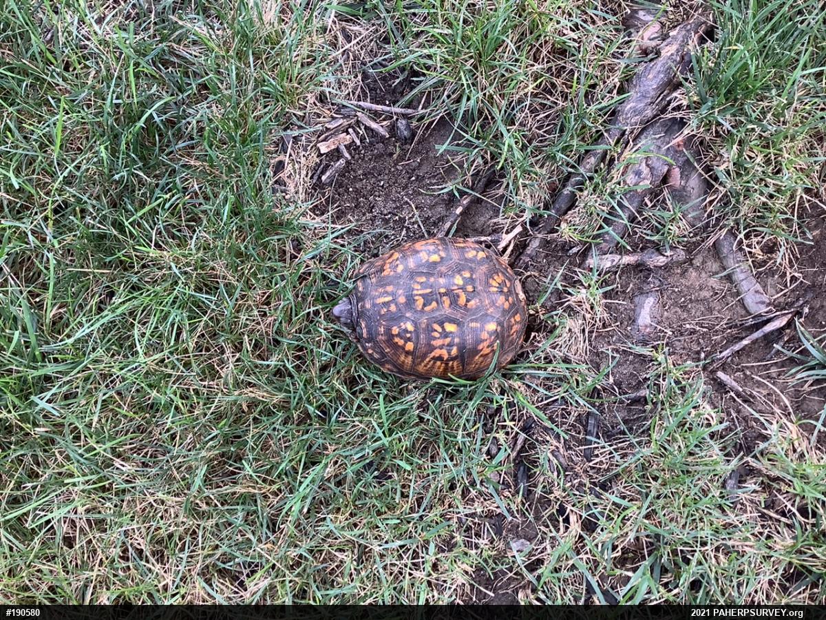 Eastern Box Turtle