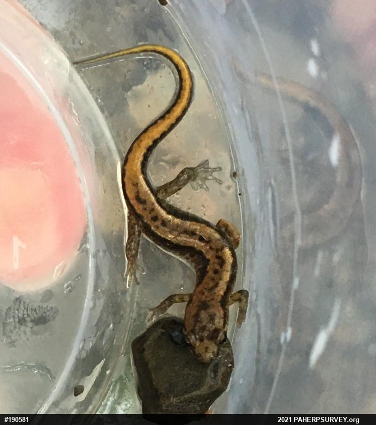 Allegheny Mountain Dusky Salamander