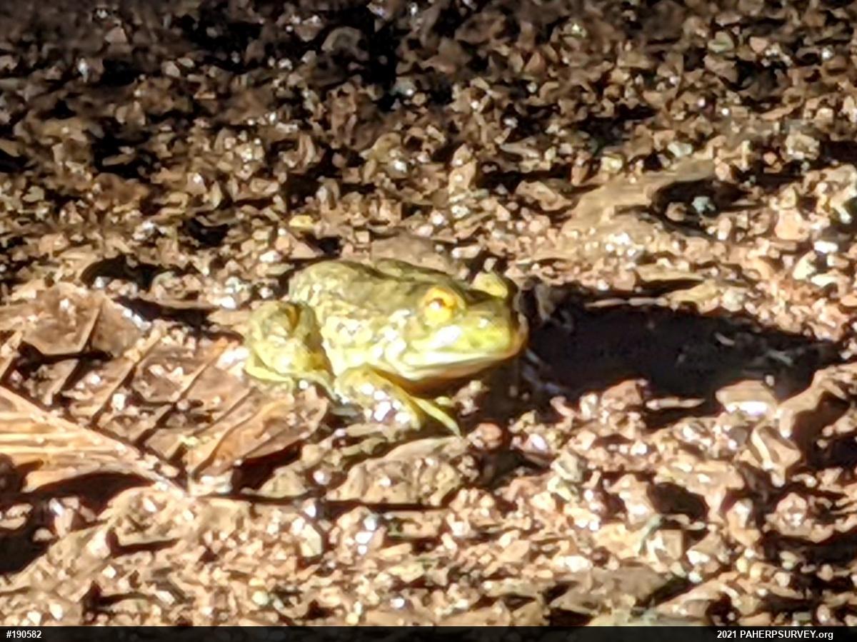 True Frogs