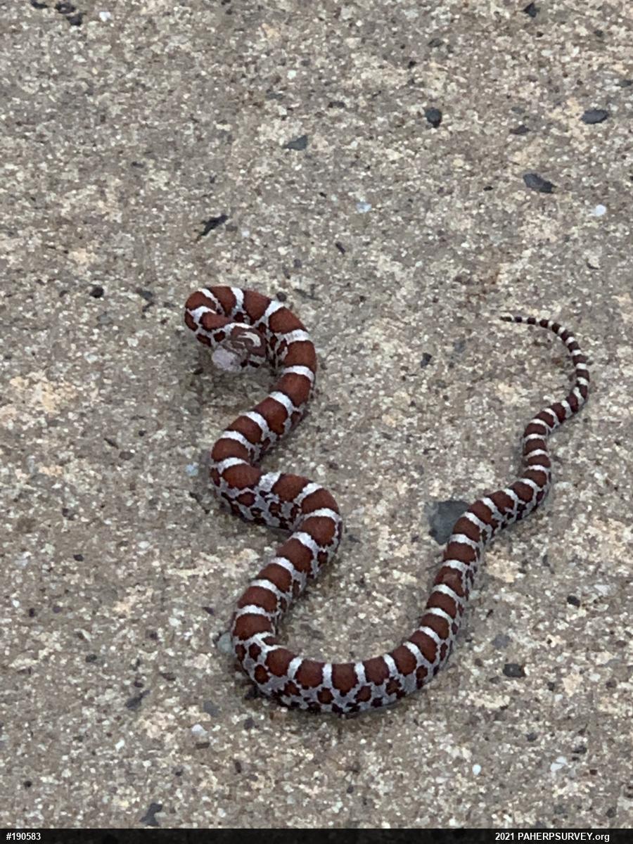 Eastern Milksnake