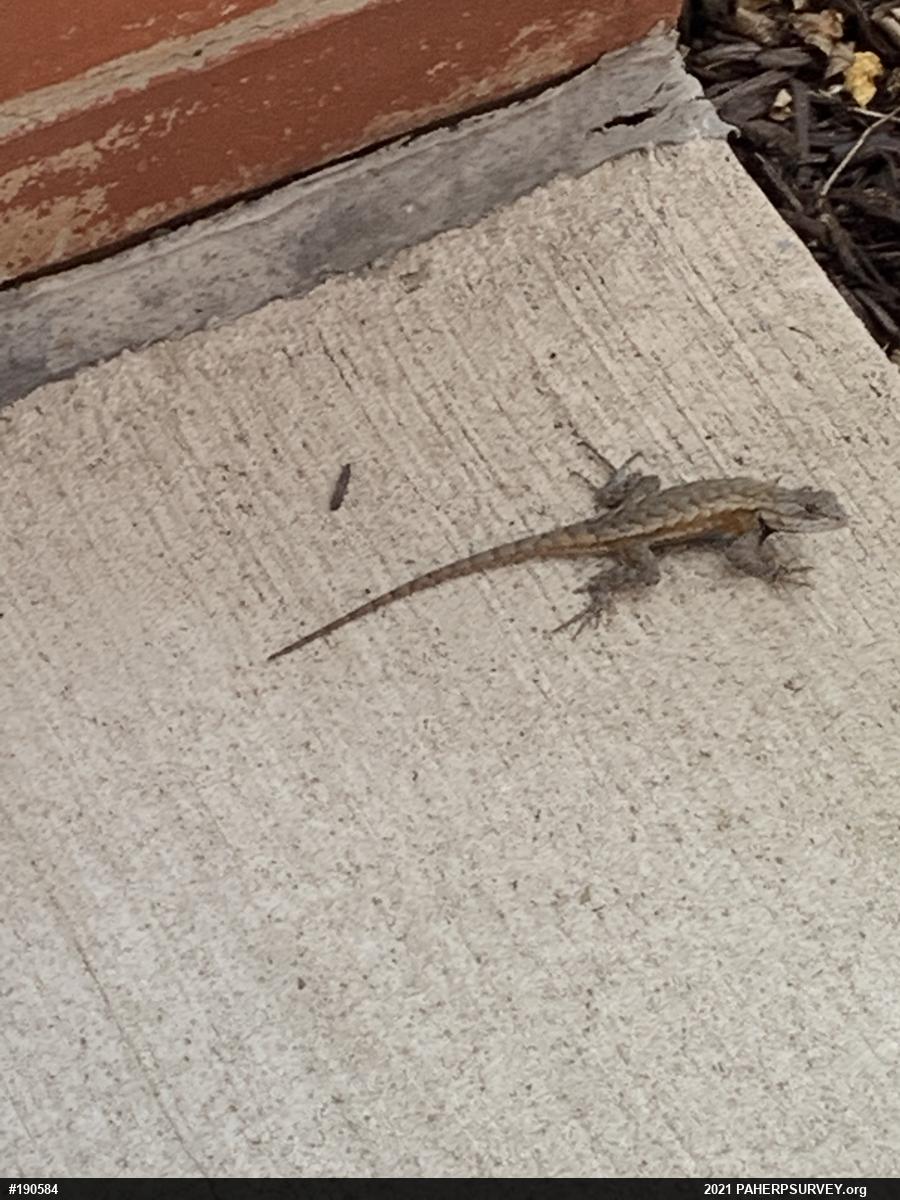 Eastern Fence Lizard