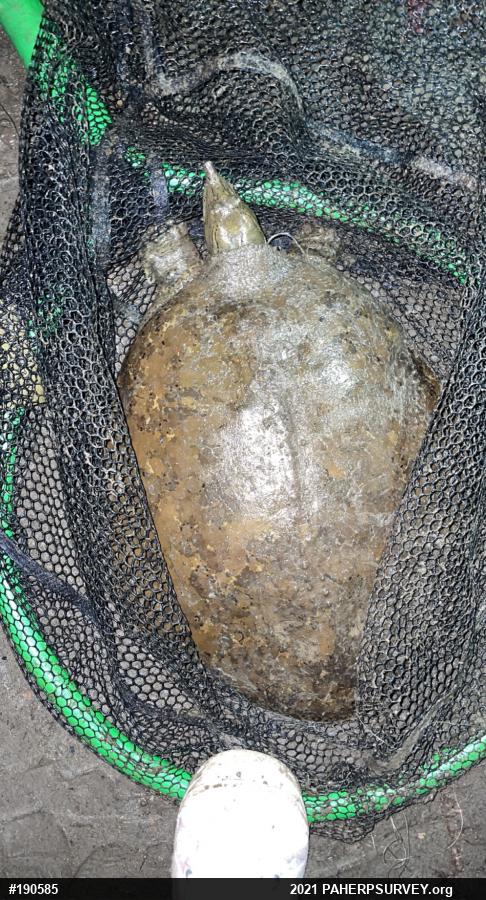Eastern Spiny Softshell