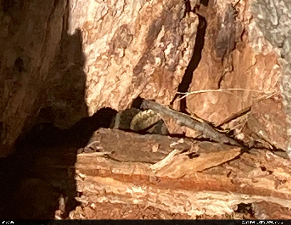 Eastern Gartersnake