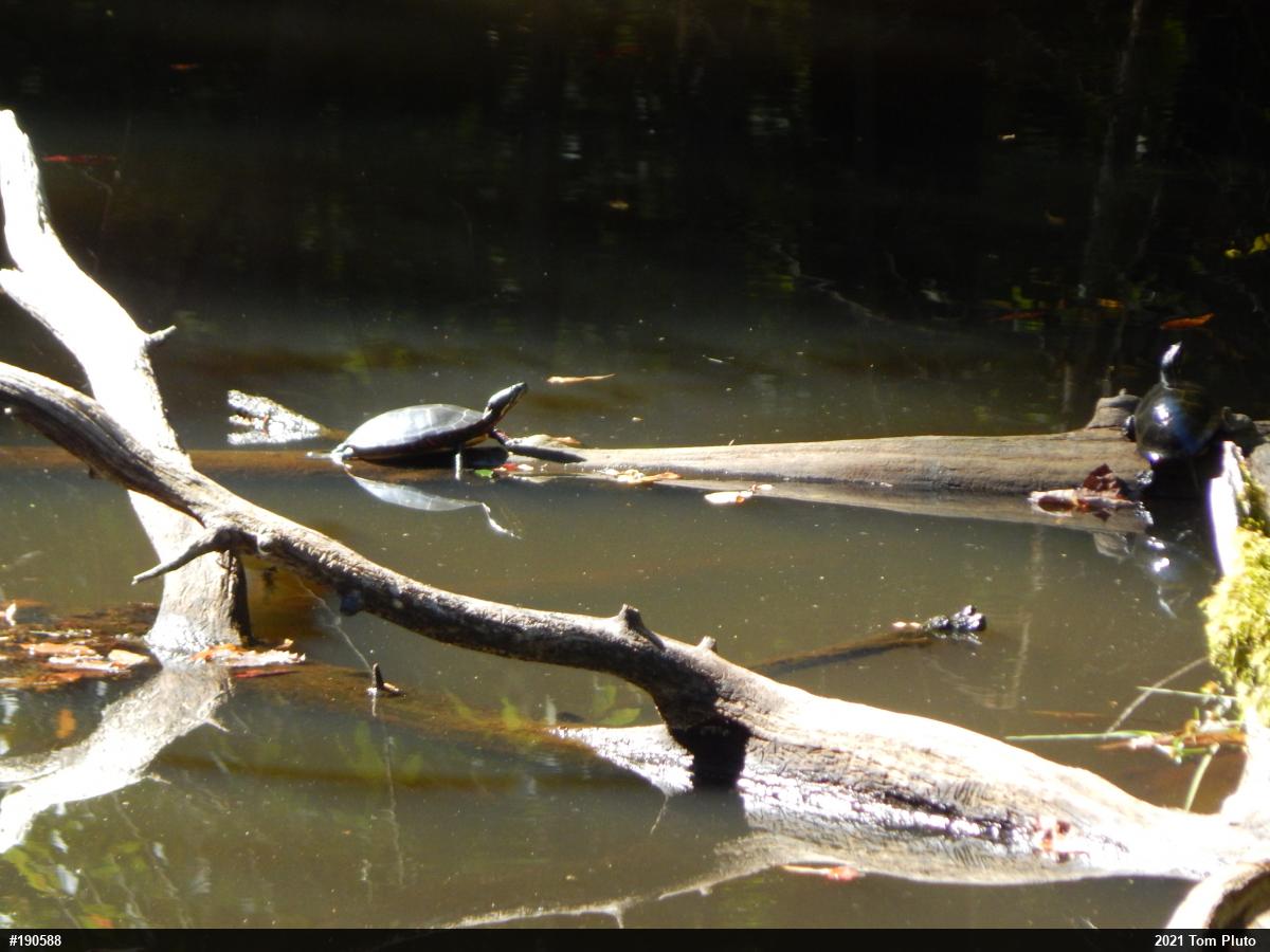 Painted Turtle