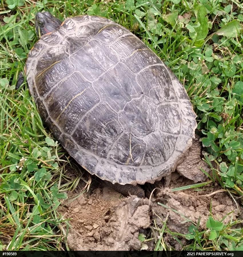 Red-eared Slider
