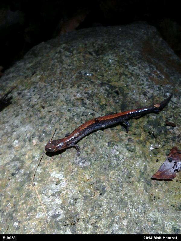 Eastern Red-backed  Salamander