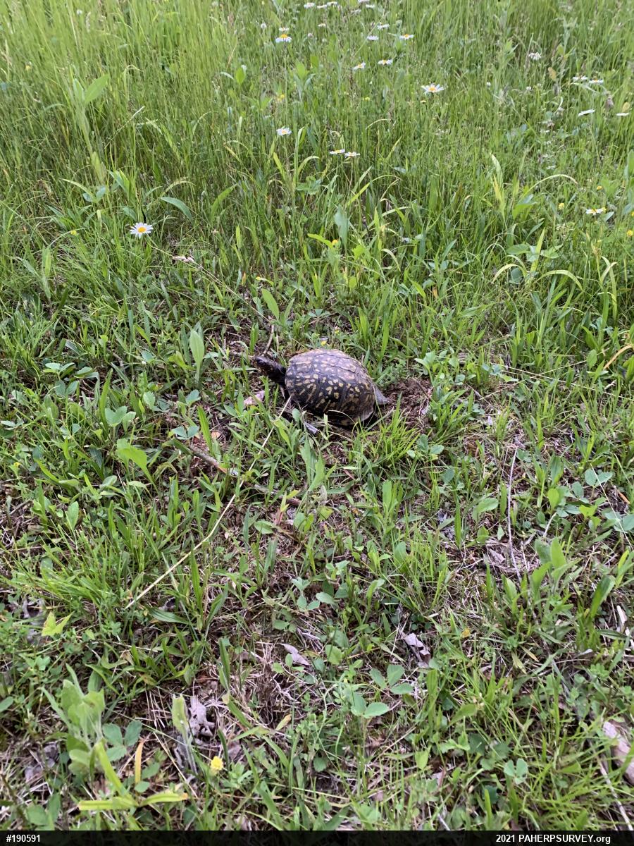 Eastern Box Turtle