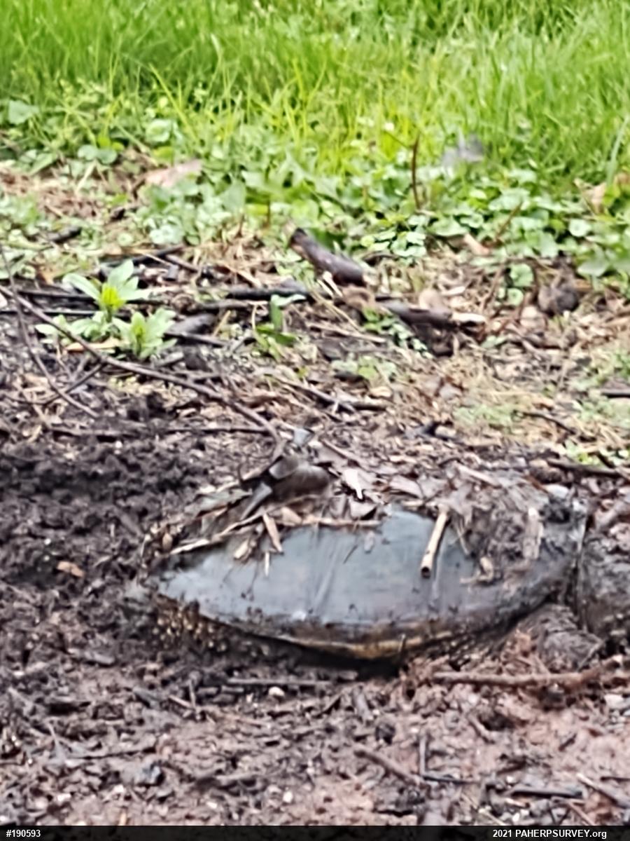 Snapping Turtle