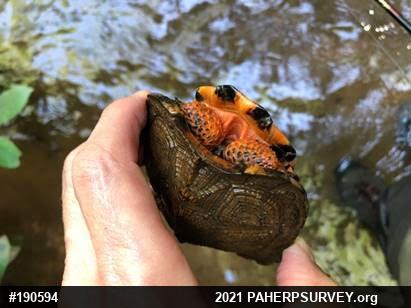 Wood Turtle