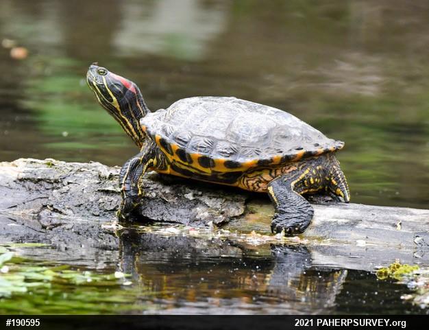 Red-eared Slider