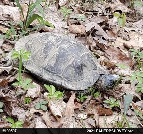 Wood Turtle