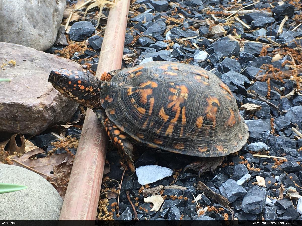 Eastern Box Turtle