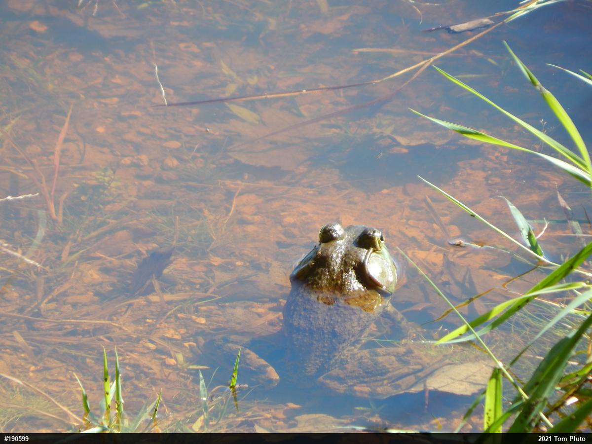 American Bullfrog