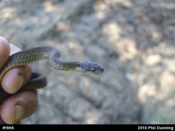 Red-bellied Snake