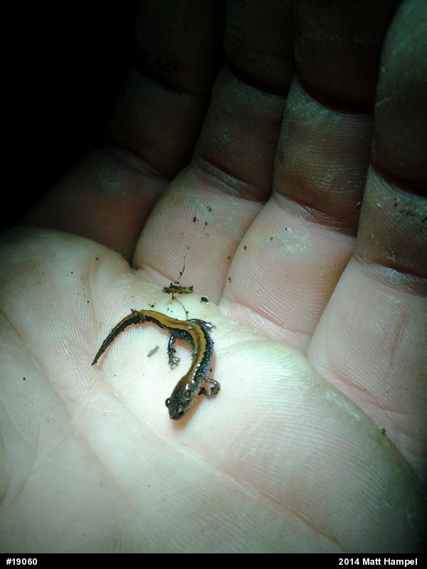 Eastern Red-backed  Salamander