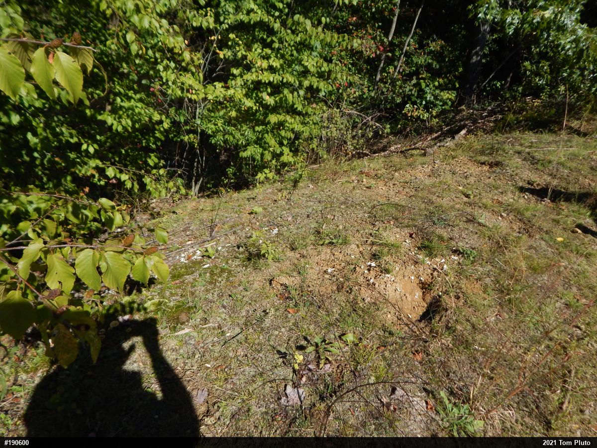 Snapping Turtle