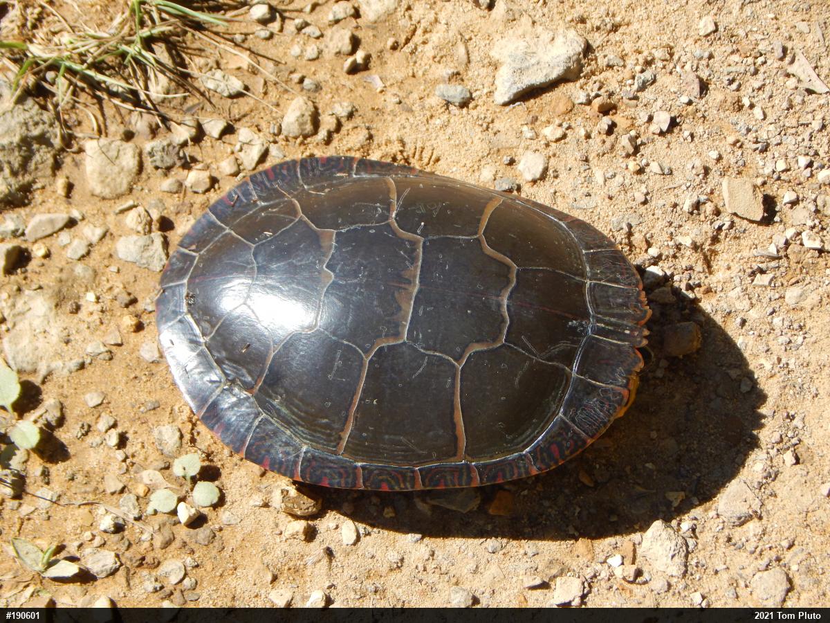 Midland Painted Turtle