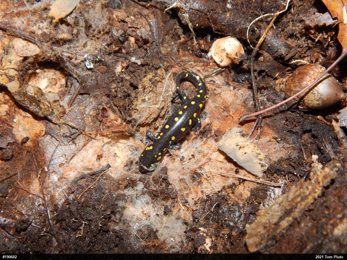 Spotted Salamander