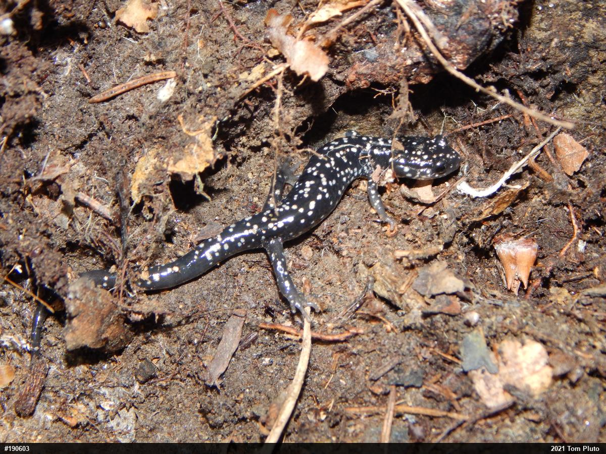 Northern Slimy Salamander