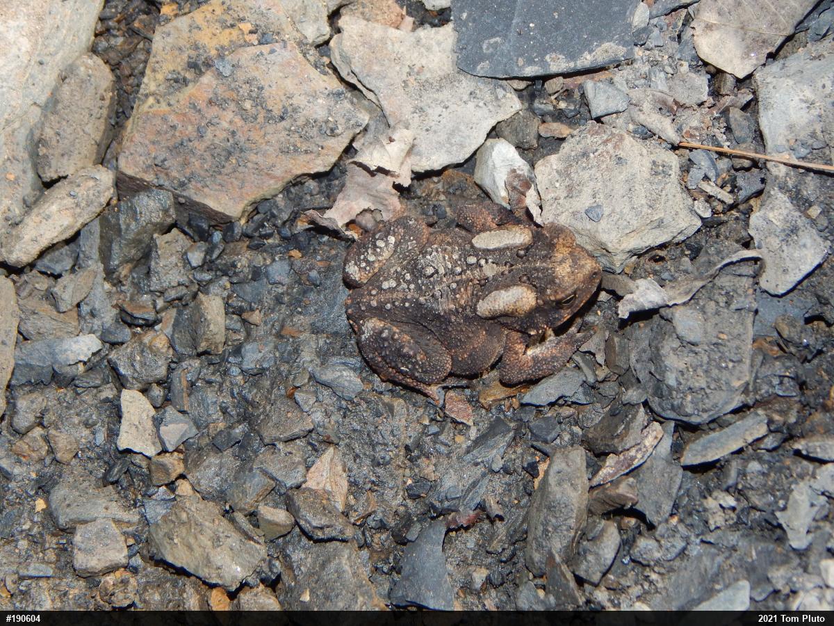 Eastern American Toad