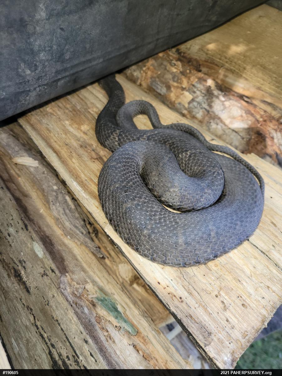 Northern Watersnake