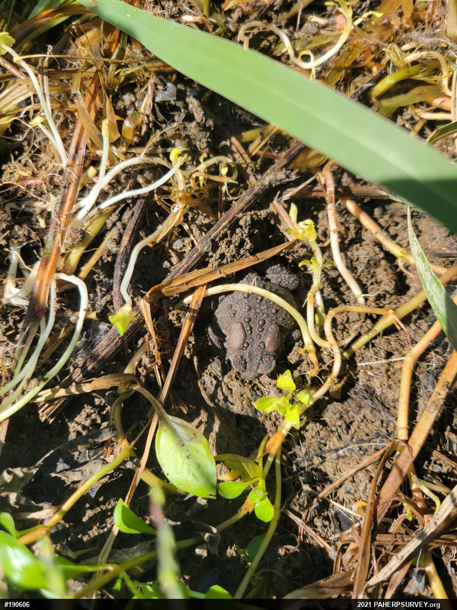 Eastern American Toad