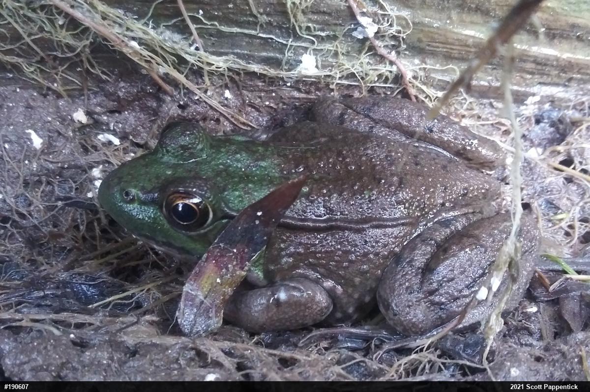 Green Frog