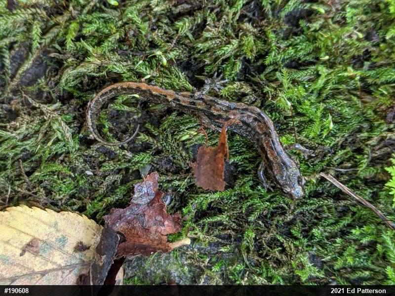 Northern Dusky Salamander