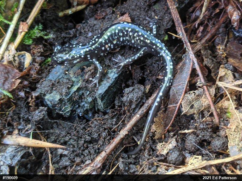 Northern Slimy Salamander