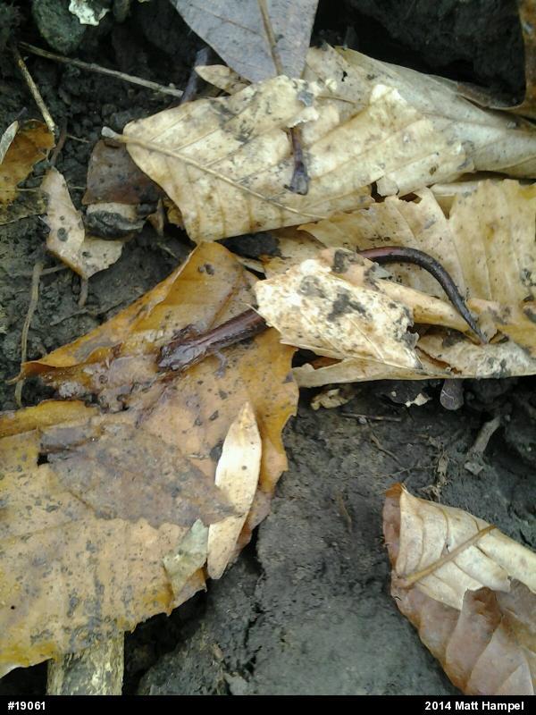 Eastern Red-backed  Salamander